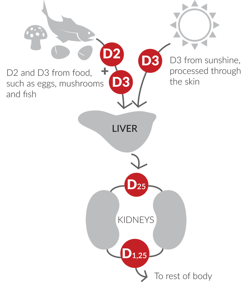 Sun Safety | Sun Index - Balance your sun exposure & vitamin D